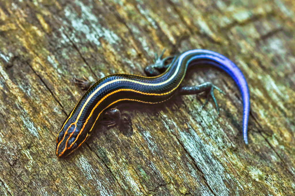 A five-lined skink on a log.