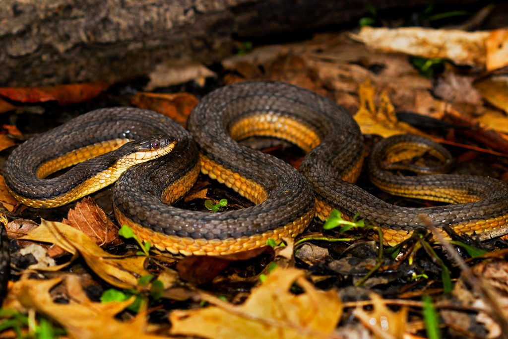 A Graham's crayfish snake sitting in fall foliage.