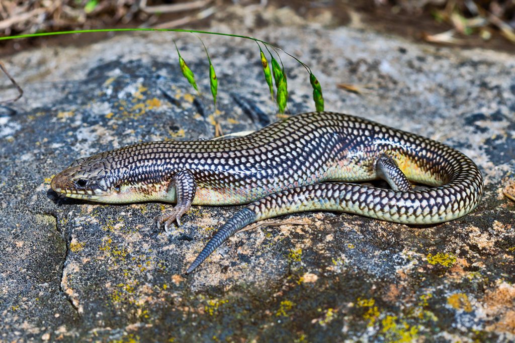 A Great Plains skink on a rock.