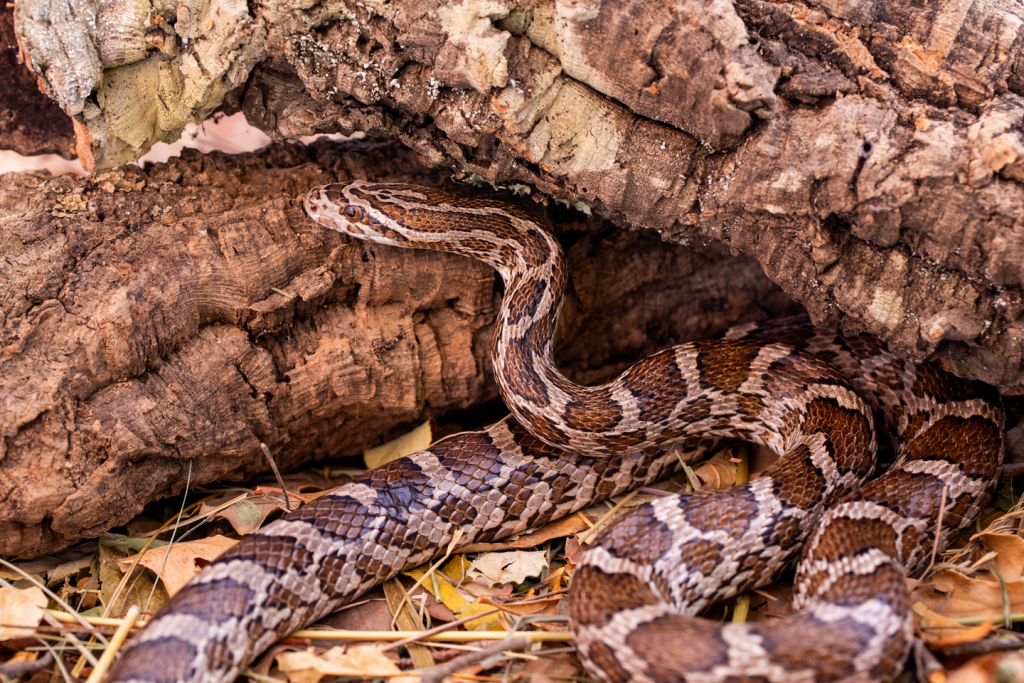 Close up of a Great Plains rat snake.