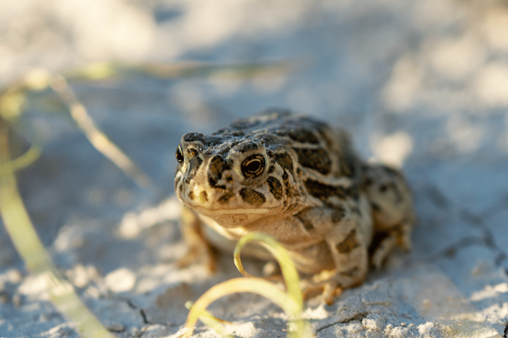 Close-up of a Great Plains toad.