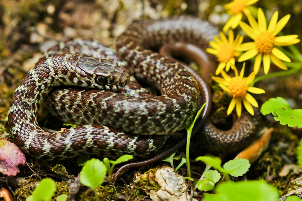 Photo of a juvenile eastern racer snake on the ground by some flowers.