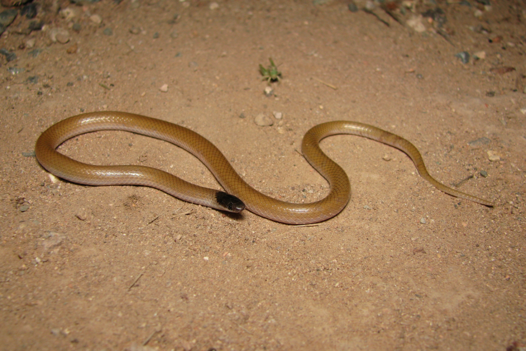 Plains blackhead snake on sand.