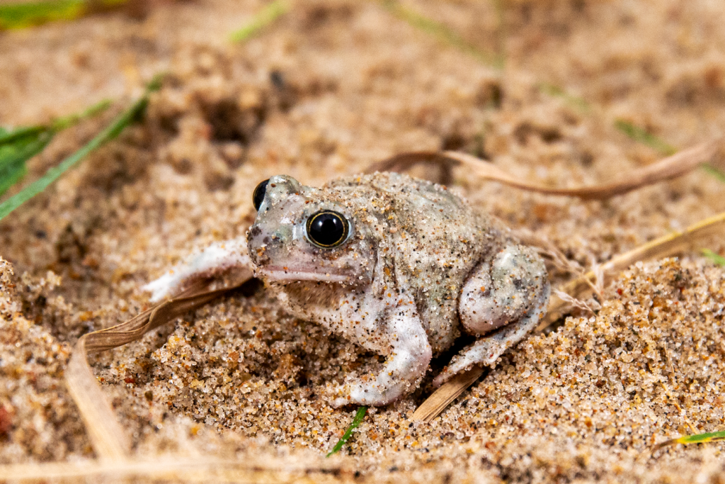 Close-up of a Plains spadefood toad.