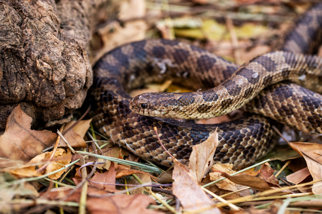close-up of a prairie kingsnake