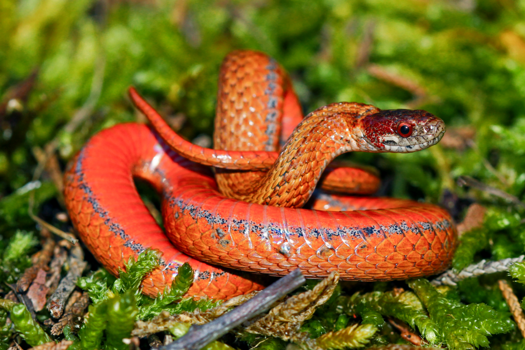 A redbelly snake coiled on foliage.