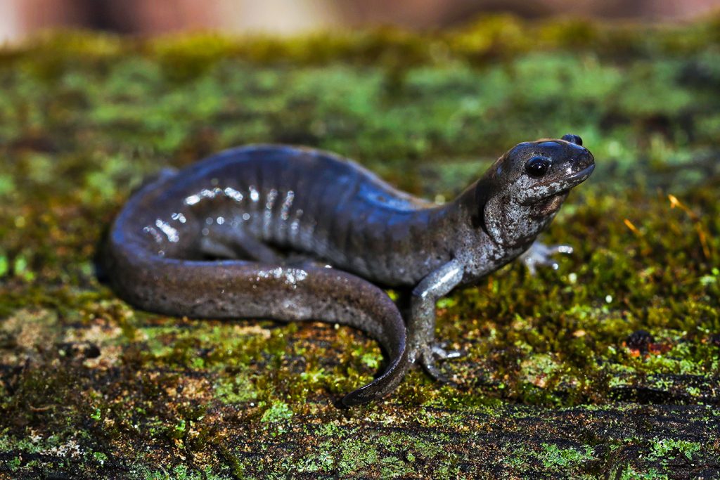 A small-mouthed salamander on a log.