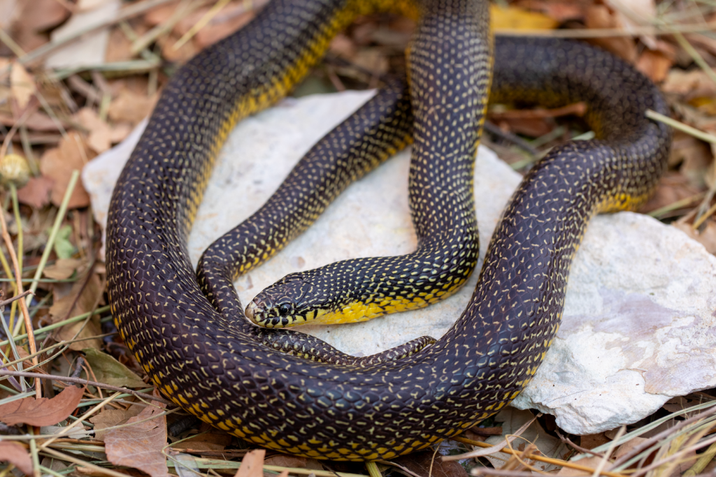 Close-up of a speckled kingsnake.