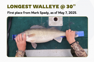hands hold down a large walleye fish for measuring