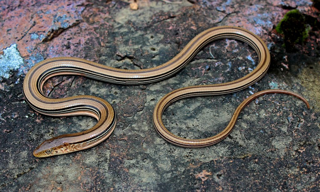 A western slender glass lizard on a rock.