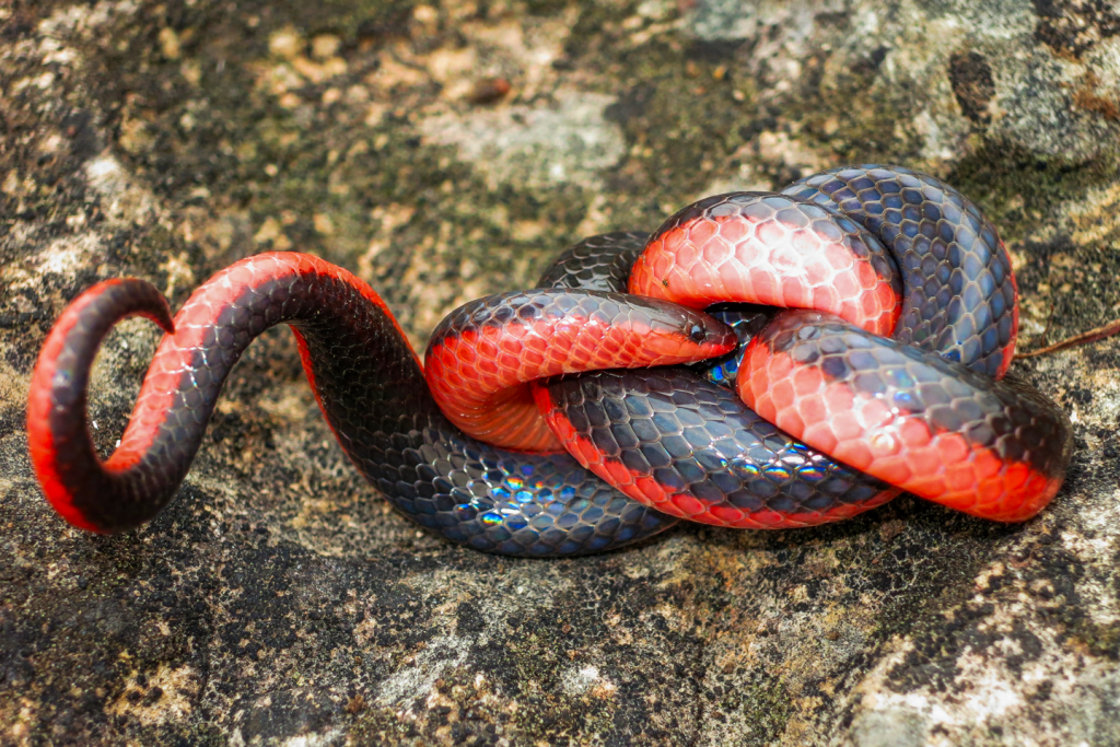 A western worm snake on a rock.