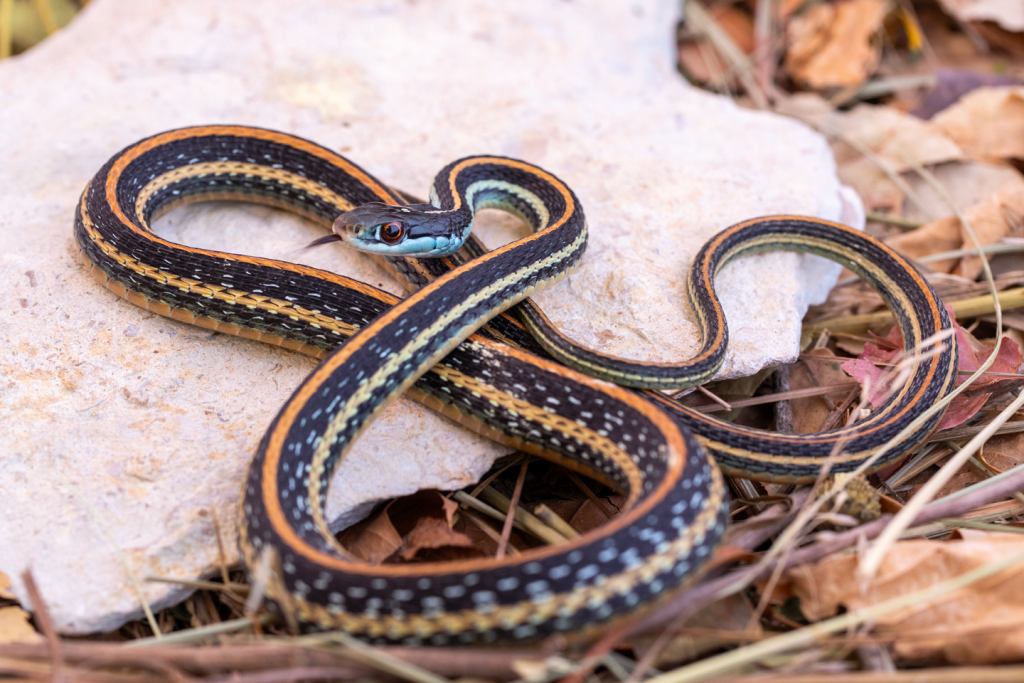 Close-up of a western ribbon snake.