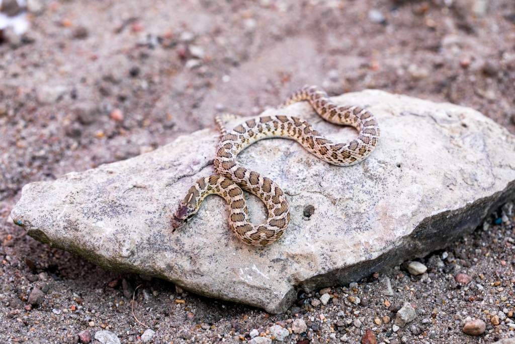 An eastern glossy snake on a rock.