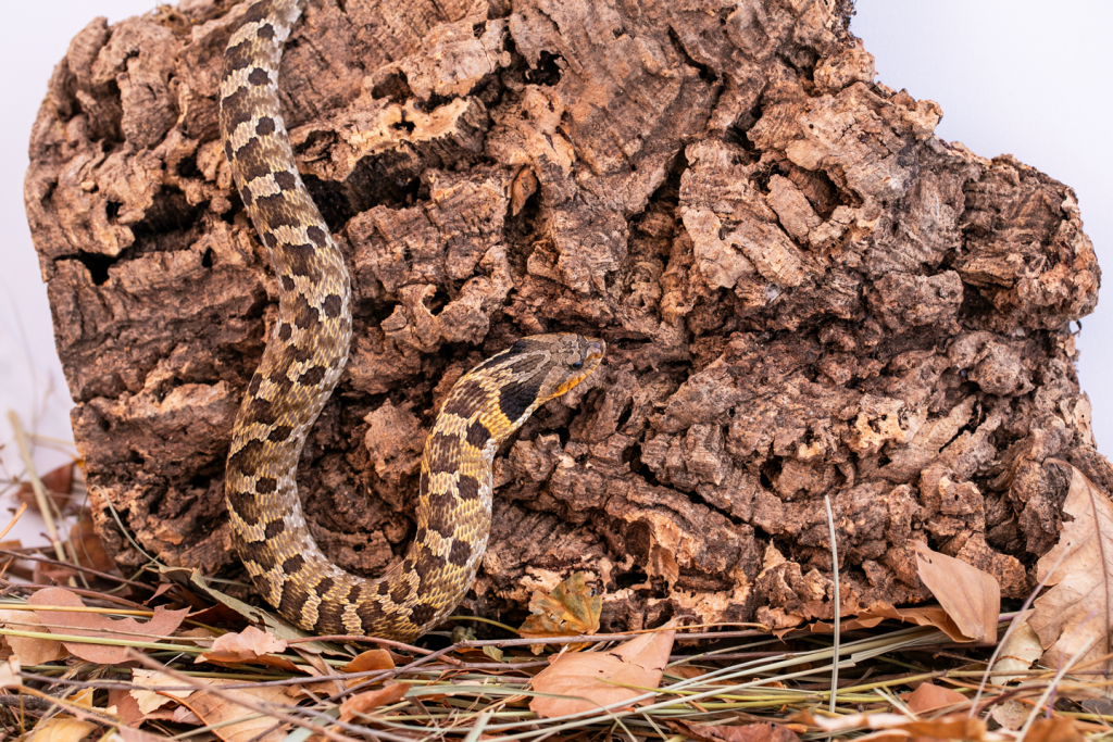 Close up of an eastern hognose snake.