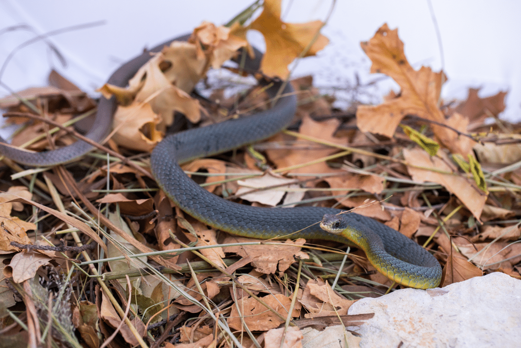 Close up of an eastern racer snake.