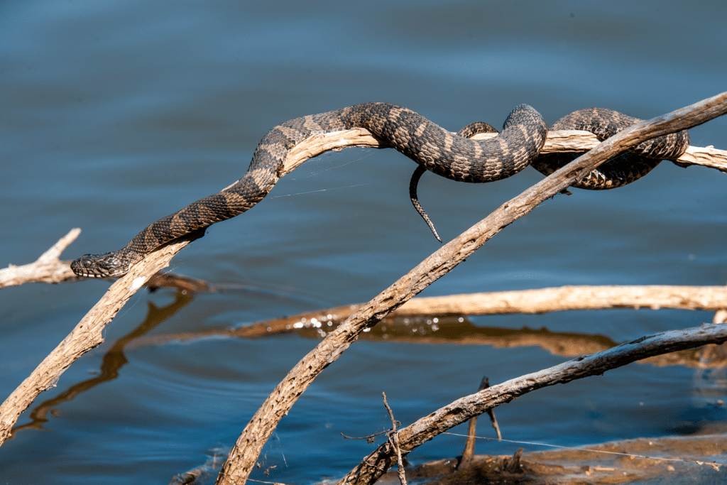 Northern water snake on a branch above water.