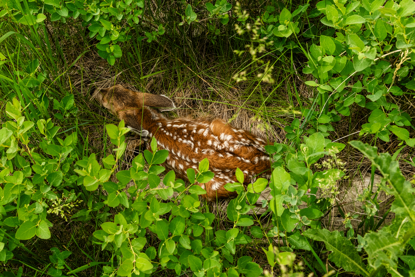 Public urged to leave wildlife babies alone
