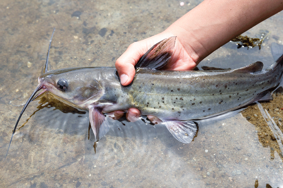 Larger channel cats will be stocked in select waters