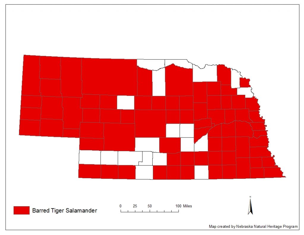 A range map indicating Nebraska counties in which the barred tiger salamander has been found.