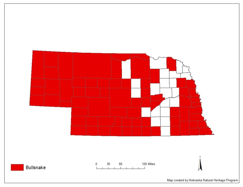 A range map indicating Nebraska counties in which the bullsnake has been found.