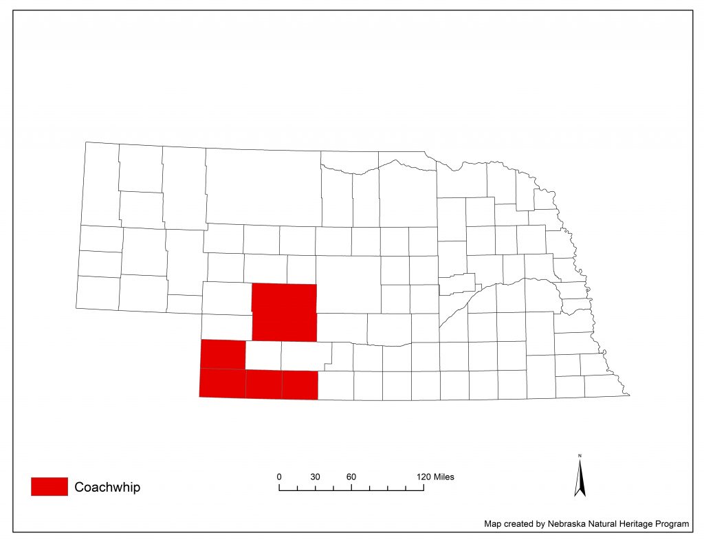 A range map indicating Nebraska counties in which the coachwhip has been found.