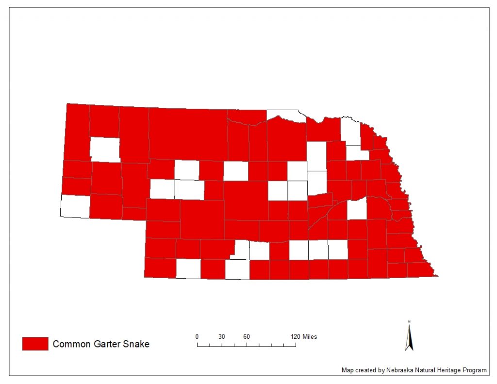 A range map indicating Nebraska counties in which the common garter snake has been found.