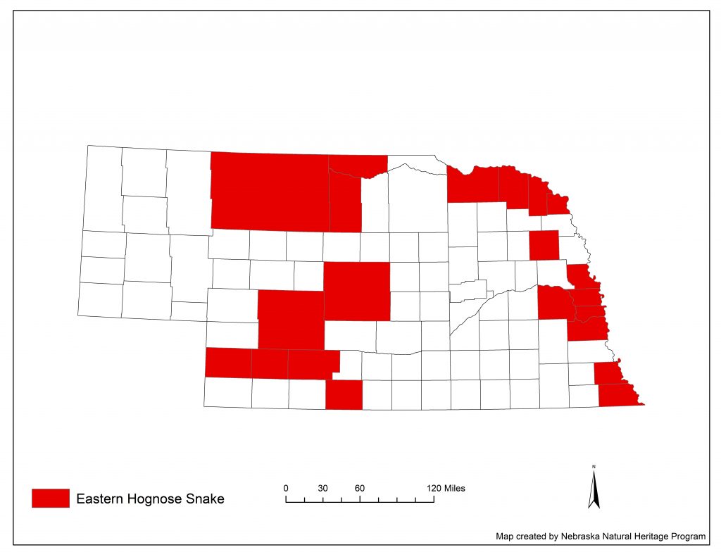 A range map indicating Nebraska counties in which the eastern hognose snake has been found.