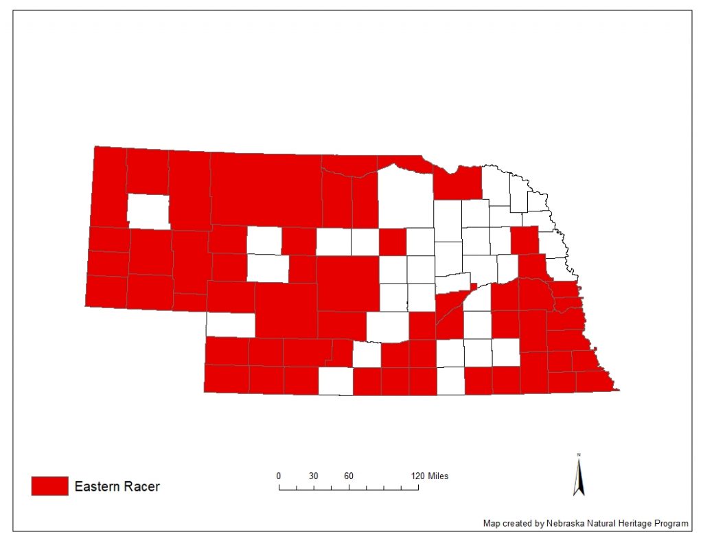A range map indicating Nebraska counties in which the eastern racer has been found.