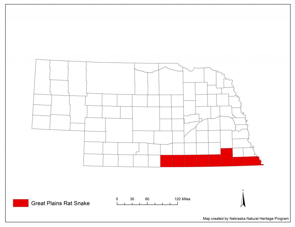 A range map indicating Nebraska counties in which the Great Plains rat snake has been found.