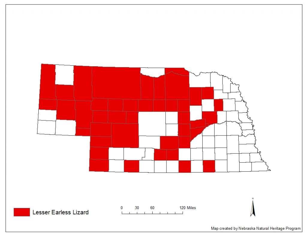 A range map indicating Nebraska counties in which the lesser earless lizard has been found.