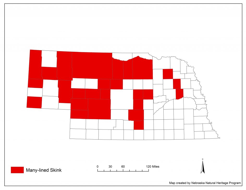 A range map indicating Nebraska counties in which the man-lined skink has been found.