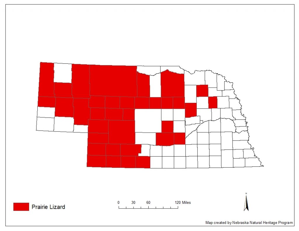 A range map indicating Nebraska counties in which the prairie lizard has been found.