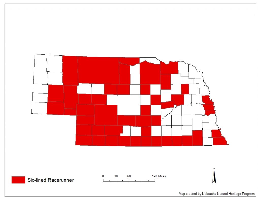 A range map indicating Nebraska counties in which the six-lined racerunner has been found.