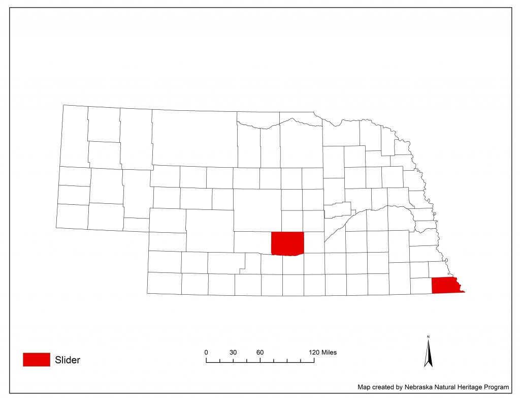 A range map indicating Nebraska counties in which the slider turtle has been found.