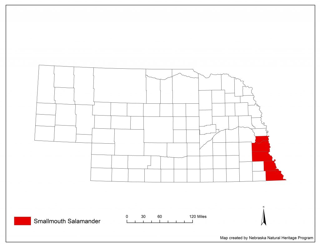 A range map indicating Nebraska counties in which the smallmouth salamander has been found.