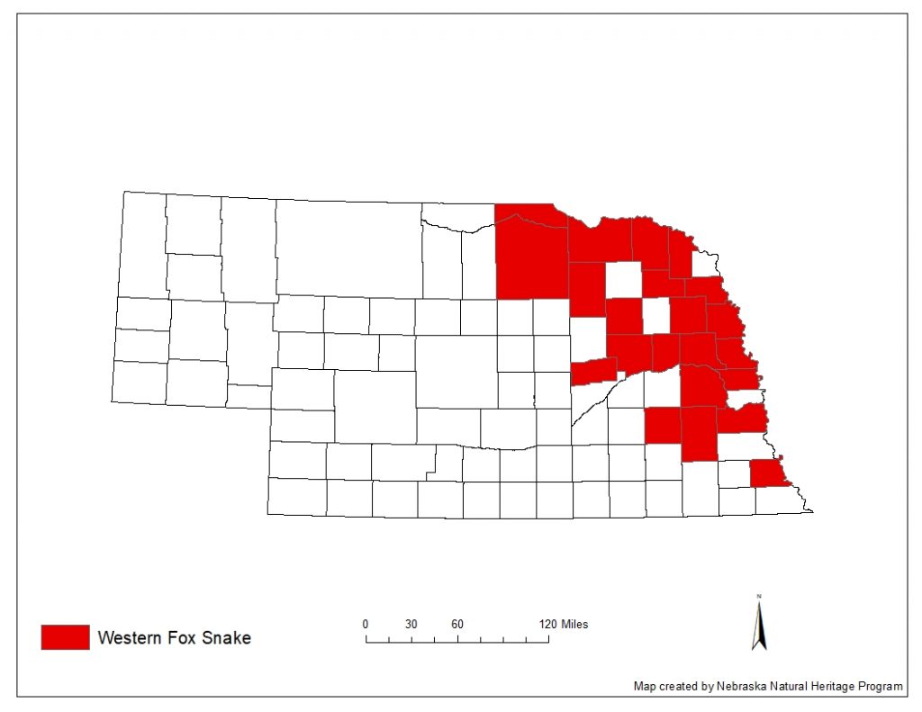 A range map indicating Nebraska counties in which the western fox snake has been found.