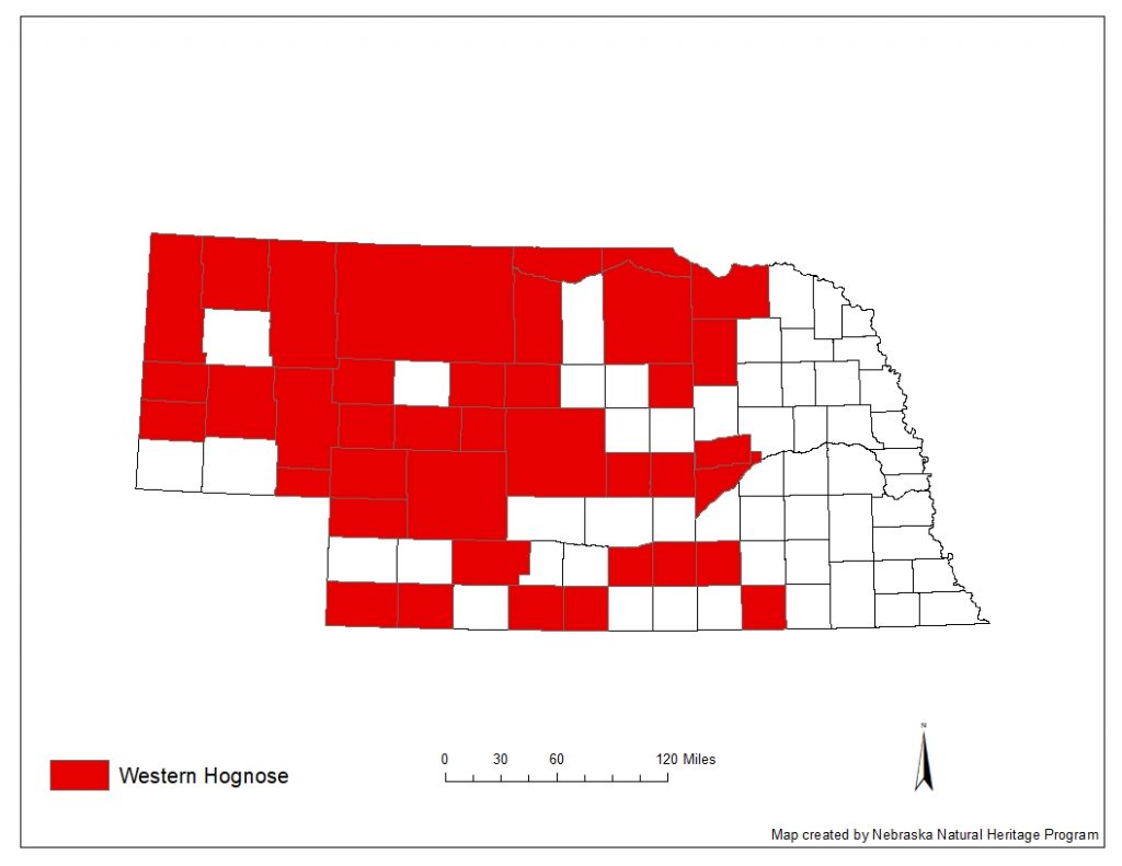 A range map indicating Nebraska counties in which the western hognose snake has been found.