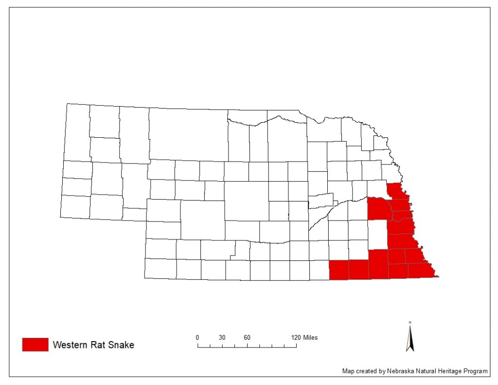 A range map indicating Nebraska counties in which the western rat snake has been found.