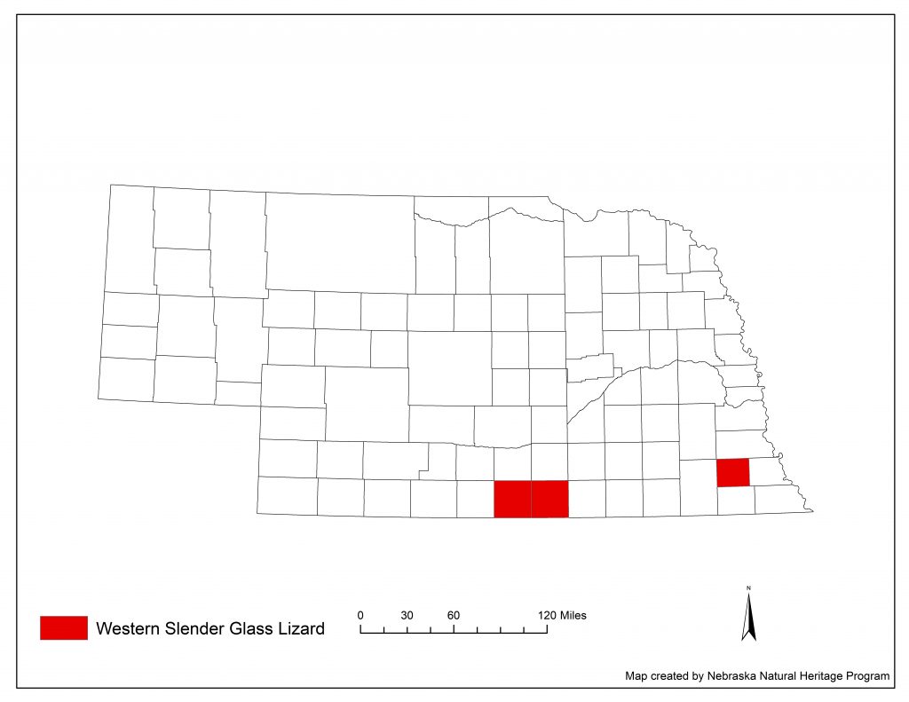 A range map indicating Nebraska counties in which the western slender glass lizard has been found.