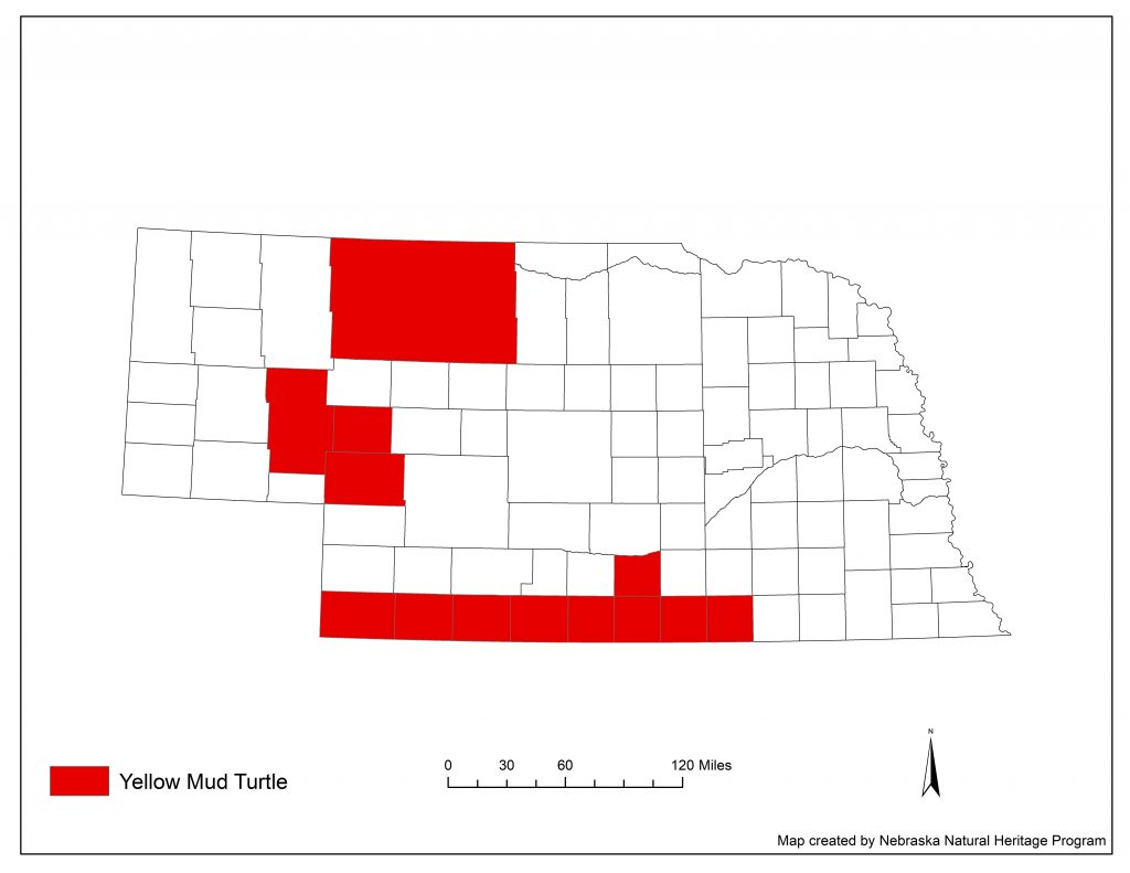 A range map indicating Nebraska counties in which the yellow mud turtle has been found.