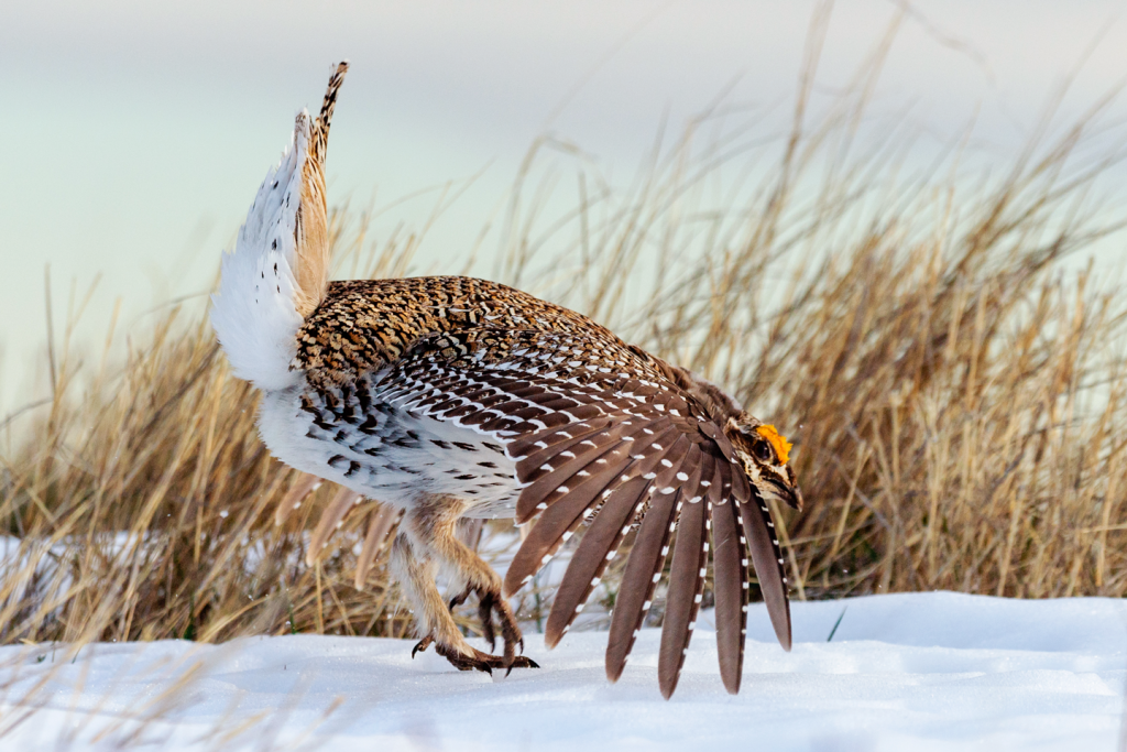A male sharp-tailed grouse dances on a snowy lek.