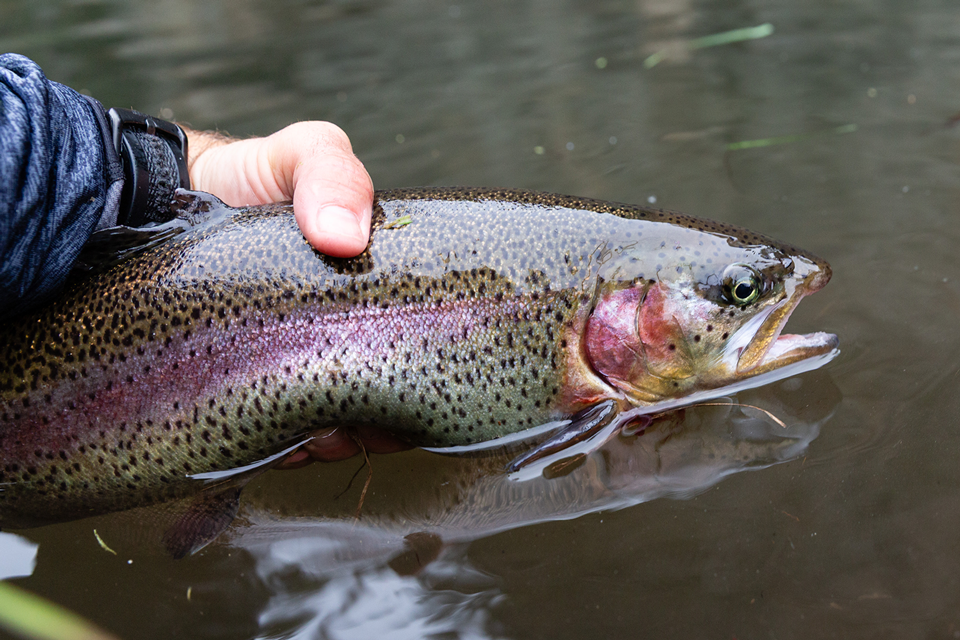 Lake Ogallala trout fishery full of potential