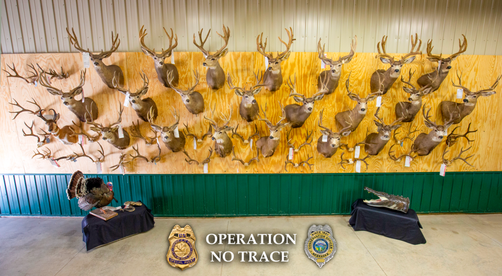 Large collection of taxidermy wildlife evidence of illegally poached animals from Operation No Trace case.